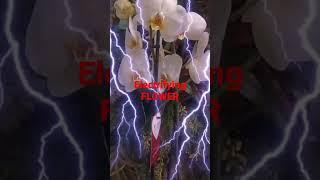 Electrifying Flower