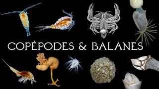 Copépodes et Balanes