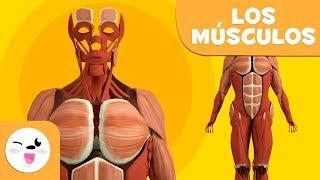 Los MÚSCULOS para niños | El sistema muscular | El cuerpo humano para niños