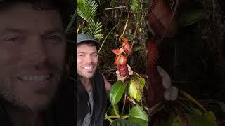 Nepenthes villosa - Borneo, Malaysia