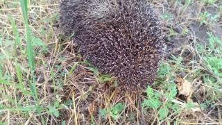 Angry old hedgehog in my garden