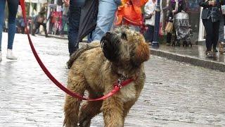 Fred - Tibetan Terrier - 4 Week Residential Dog Training at Adolescent Dogs