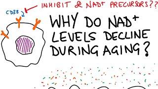 Why do NAD+ levels decline in aging?