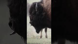 Watch This Bison Show Off Its Vocal Skills During The Rut! 