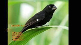 " TWA TWA " KIAUW 1.0 BEST TRAINING SONG PART ONE "BICUDINHO" (TROPICAL SINGING BIRDS)