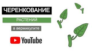 ЧЕРЕНКОВАНИЕ городских растений | Укоренение черенков | Дерен белый Элегантиссима (Elegantissima)