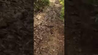 Hickson dh lap with Finn #norcobikes #mtb #automobile #bicycle