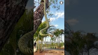Paradise Tree Snake  A Snake That FLIES!?