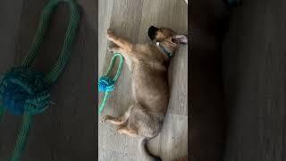 My little doggy dude️ #cute #puppy #dogshorts #funny #dog #trending #ytshorts #yt #shadow #love