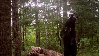 Minnesota Bear Baiting and Hunting