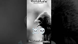 Other Eagles VS The last eagle |  #eagle #aura #hd