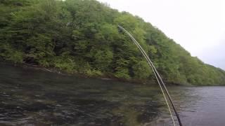 Pstrąg - Sucha Mucha - Rzeka San / Dry fly trout at San river