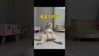 女孩養的貓總是喜歡像人一樣坐著，這究竟是什麽原因？ #animals #pets #cute #shorts #cat
