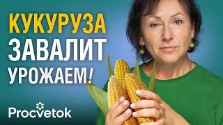 ВСЁ, ЧТО НУЖНО ЗНАТЬ О КУКУРУЗЕ, чтобы получить море сладких початков! Как сажать, чем подкормить