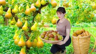 Harvesting Pear Fruit Goes To Market Sell - Take sweet potato leaves to feed