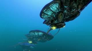 1 Hour of Subnautica Reefback Sounds