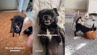 FUNNY TIKTOK mreviatar niki husband's louis ozeri black dog  #mreviatarlouie #louisozeri #louieozeri