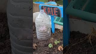 Mini Kale Green House#kale #greenhouse #allotment #garden #life #respect #work  #subscribe #youtube