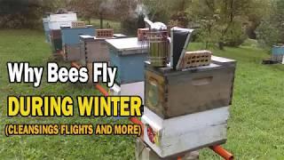 Why Bees Fly During Winter (Cleansing Flights And More)