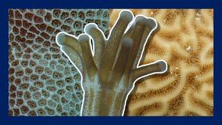 What are corals? | Minute Marine Science