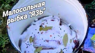 Засолка рыбы дедовским  способом! Простой и надёжный рецепт- "Малосольный язь" !!!