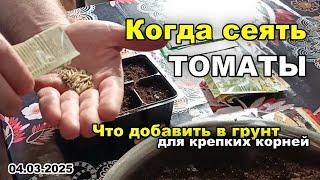 КОГДА сеять СЕМЕНА томатов. Что ДОБАВИТЬ в грунт для КРЕПКИХ корней. 04.03.2025