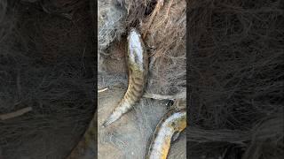 Best fish searching video #shorts