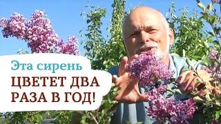 Цветение сирени осенью? Легко! С СИРЕНЬЮ Мейера