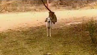 Dog unaware of a Leopard attack from behind.