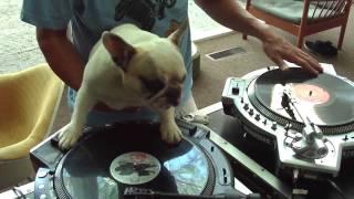 DJ MAMA scratch DUET w Truly OdD Greyboy french bulldog hip hop