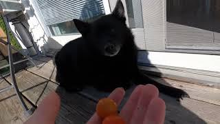 relax tomato harvest