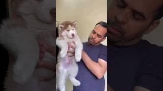 Pure breed husky 100% super wooly coat pup 2 months #shorts #pets #pupieshusky #doglover #viral #dog