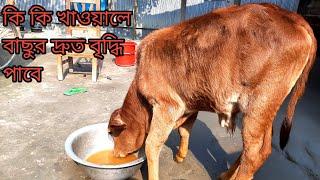 কি কি খাওয়ালে বাছুর দ্রুত বৃদ্ধি পাবে | ফ্রী বাছুরের প্রশিক্ষণ নিন | Priyo Krishi | প্রিয় কৃষি |