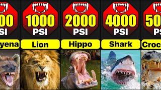 Most Powerful Bites In Animal Kingdom | Comparison