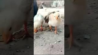 Wow Cutie mama hen chicks videoWow cutie baby chicken#short. videos viral tirding #