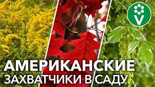 ВРЕДОНОСНЫ КАК БОРЩЕВИК И КОЛОРАДСКИЙ ЖУК! Эти растения атакуют наши сады