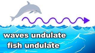 Learn English Words - UNDULATE - Meaning, Vocabulary Lesson with Pictures and Examples