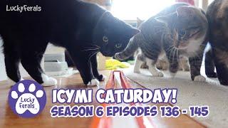 ICYMI Caturday! * Lucky Ferals S6 Episodes 136 - 145 * Cat Videos Compilation - Rescued Cat Family