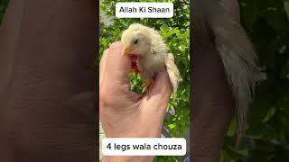 #chicken #fourlegs #strangerthings