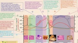 The Human Reproductive Cycle
