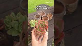 힘든 여름 상처들...(다육손옹기화분)️ #succulent