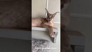 Floppa Malya Hissing : Caracal #shorts