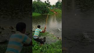 village fisherman catching big monster fish in lotus pond #fish_video #fishing #fish #fishinglife