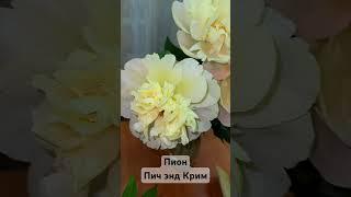 Пион Пич энд Крим Peach and cream #цветы #пионы #garden #flowers #coral #сад #розы #red #лето