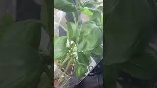 Basil Herb #garden #indoorgarden #indoorplants #plants #Trump #indoorfarming #Basil