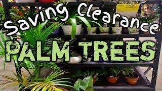 Saving Clearance Palm Tree Plants-Palm Tree Winter Care