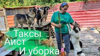 Таксы, аист и уборка