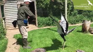 Angola the Secretary Bird