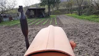 Preparazione terreno - trattore Fiat 411c - erpice estirpatore a corda - Vita di Campagna Appennino