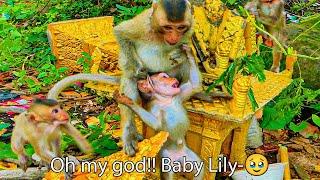 10-Life of little monkey baby after kick out from Phnom Pros Wildlife Park by pigtail monkey group.